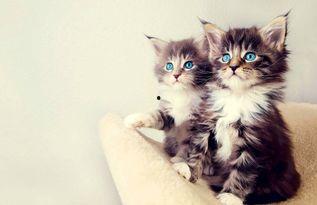 娱乐吃瓜小猫咪视频下载,揭秘热门娱乐视频幕后下载攻略